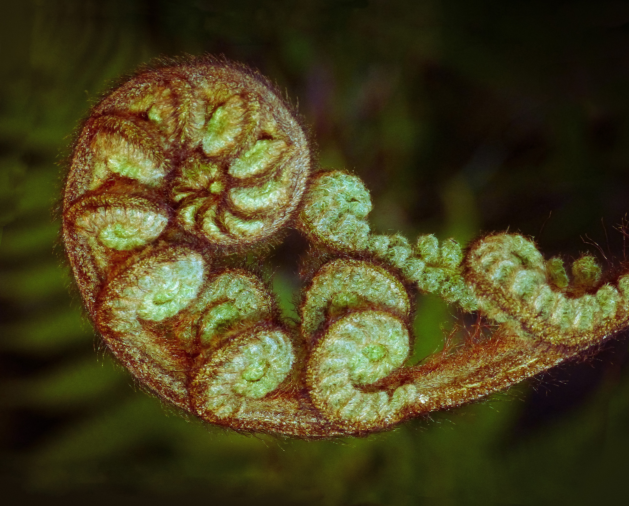 Silver fern frond aka Koru - Photo by Sid Mosdell (sidm on Flickr)